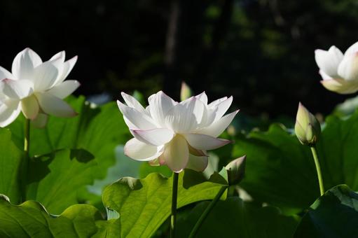 ハス(蓮) ハス(蓮)の写真