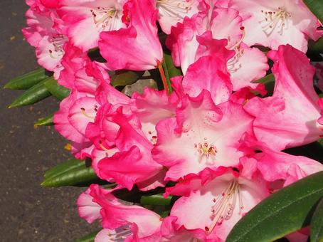 満開のシャクナゲの花 満開のシャクナゲの花の写真