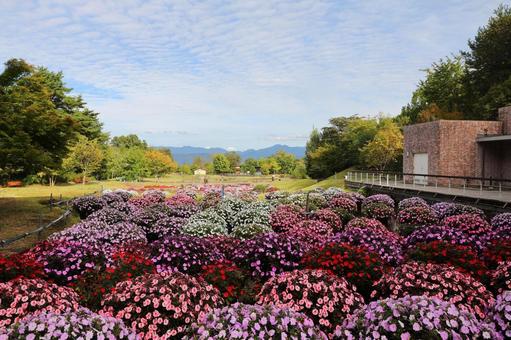 アルプスあづみの公園 秋 花 アルプスあづみの公園 秋 花の写真