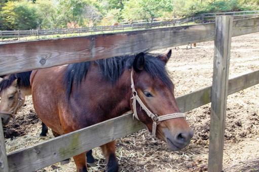 かわいい木曽馬 馬,木曽馬,年賀状素材の写真素材