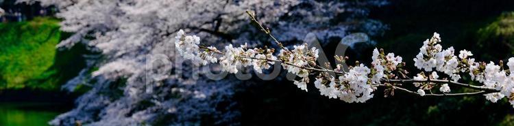 【東京】皇居・千鳥ヶ淵公園の桜（春） サクラ,桜,満開の写真素材