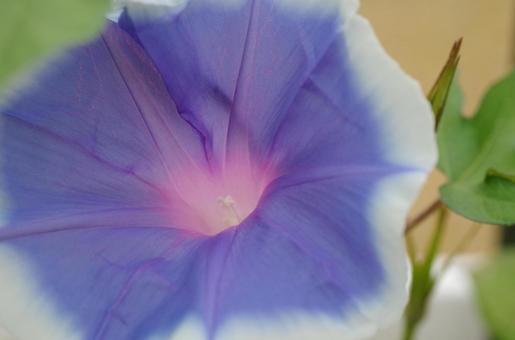 アサガオの花 アサガオの花の写真