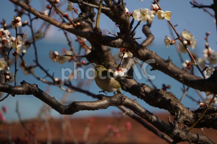 めじろ 目白,めじろ,梅林の写真素材