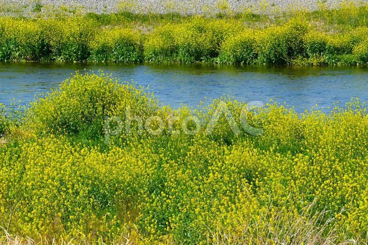 川と菜の花 川,河川敷,穏やかの写真素材