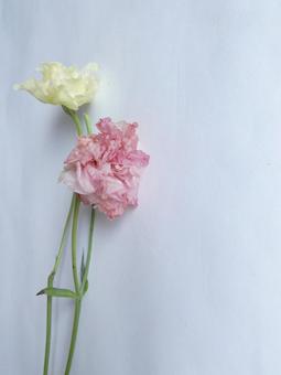 しおれゆくピンクと黄色の薔薇-縦 しおれゆくピンクと黄色の薔薇-縦 癒し,やさしさ,命の写真素材