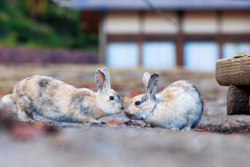 大久野島の兎 大久野島の兎 うさぎ,大久野島,野生動物の写真素材
