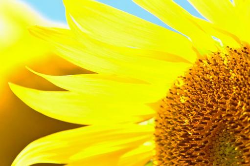 爽やかなひまわりの花の写真