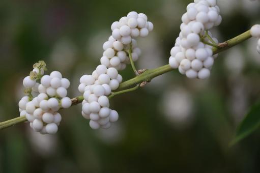 白いシロミノコムラサキの実の枝のアップ 白い,シロミノコムラサキ,実の写真素材