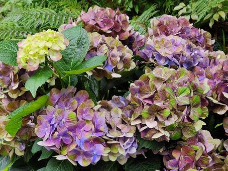 アジサイ アジサイ 紫陽花,あじさい,花の写真素材