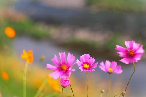 川辺に咲く秋桜の写真