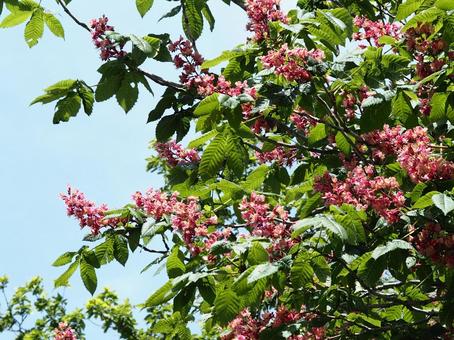 ベニバナトチノキの花 ベニバナトチノキの花の写真