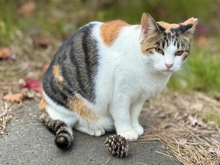 大人しい三毛猫 ネコ,保護猫,ニャンコの写真素材