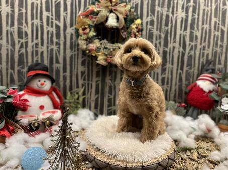 マルプー　けんけん 犬,かわいい,マルプーの写真素材