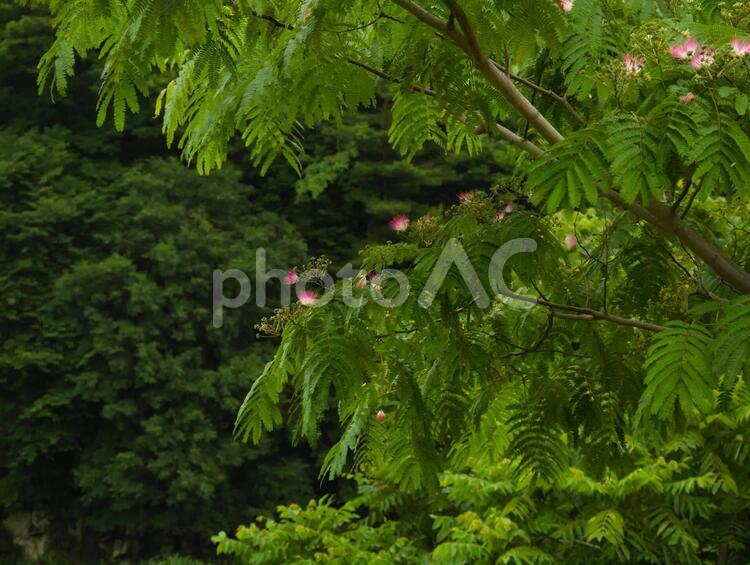 ねむの木の花３ ねむの木,ネムノキ,ピンクの写真素材