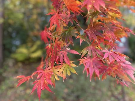 紅葉１ もみじ,紅葉,赤の写真素材