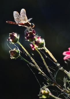 過ぎゆく秋の写真