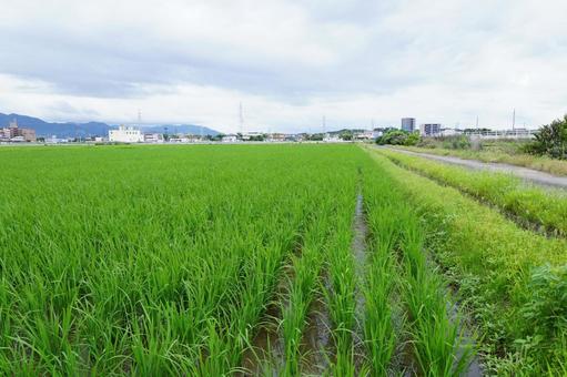 水田の風景 水田の風景の写真
