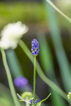 ラベンダー⑵ ラベンダー⑵ 花,ラベンダー,植物の写真素材