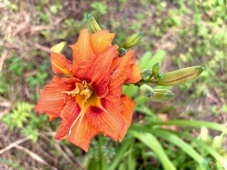 ヤブカンゾウの花 01 ヤブカンゾウの花 01 藪萱草,忘れ草,デイリリーの写真素材