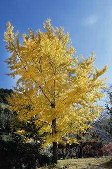 銀杏の黄葉 広島県,北広島市,土師ダムの写真素材