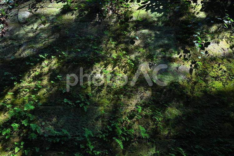 猿島の壁面を覆う苔 壁面緑化,壁の苔,壁の写真素材