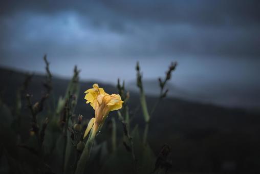 <素材>夏の雨の夜明けとカンナの花 <素材>夏の雨の夜明けとカンナの花の写真