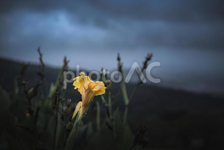 ＜素材＞夏の雨の夜明けとカンナの花 カンナ,花,夜明けの写真素材