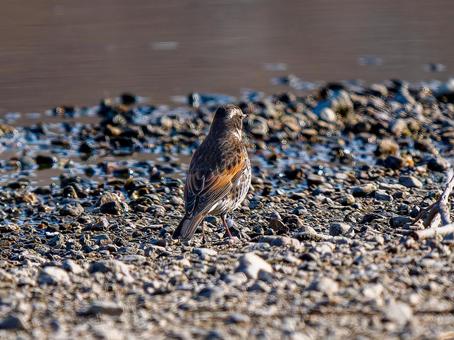 地面を歩くツグミの写真