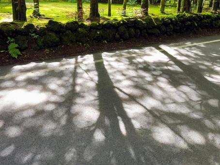 Shadows reflected on the road in the sunlight filtering through the trees, sunbeams leaves, shadow, the way, JPG