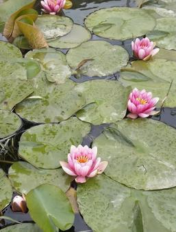 睡蓮 睡蓮,waterlily,花の写真素材