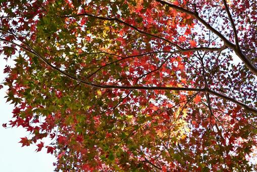 箕面の紅葉 箕面の紅葉の写真