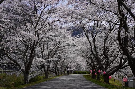 桜の季節の写真