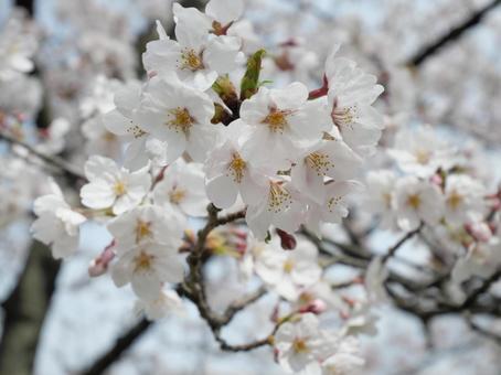 桜満開 桜満開の写真