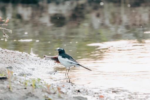 なかなかいい感じに撮れています セグロセキレイ,野鳥,小鳥の写真素材