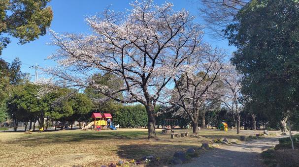 公園の桜 桜,木,花の写真素材