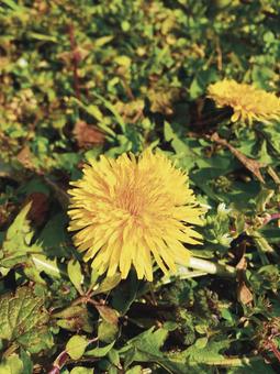 Flower たんぽぽ,花,黄色の写真素材