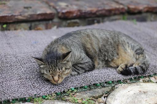 ネコ ネコの写真