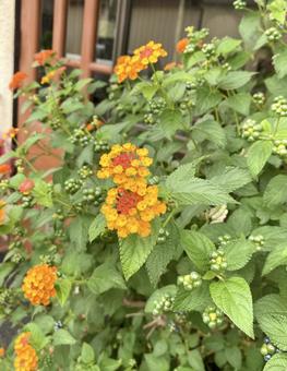 オレンジの花ランタナ オレンジの花ランタナの写真