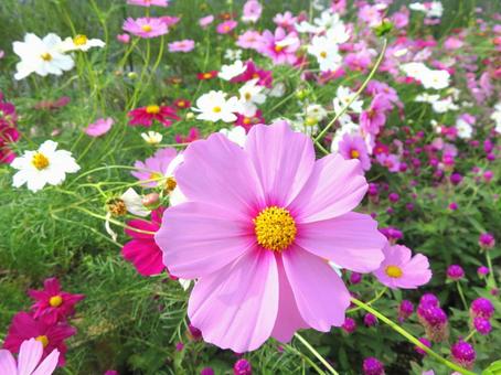 Autumn cherry blossom, JPG