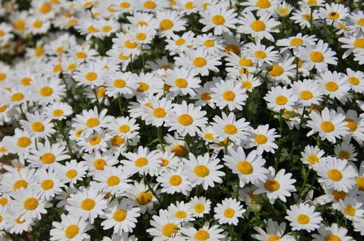 白い花 花,春,白い花の写真素材