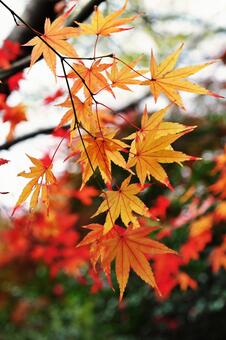 紅葉するもみじ 紅葉,もみじ,植物の写真素材