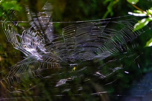 森の中で光り輝く幾何学的な蜘蛛の巣 蜘蛛,巣,糸の写真素材