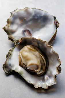 Photo, oyster, shell, seafood, 