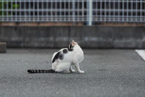 カキカキしてどうしようか考える牛柄猫 牛柄猫,cawcat,ハチワレ猫の写真素材