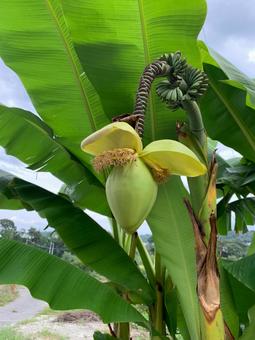 バナナのはじまり バナナの花,南国植物,トロピカルガーデンの写真素材