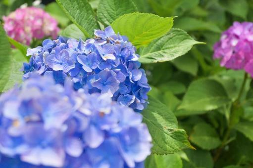 紫陽花 紫陽花の写真