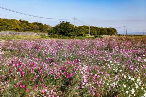 佐賀空港コスモス園 コスモス,秋桜,コスモス園の写真素材