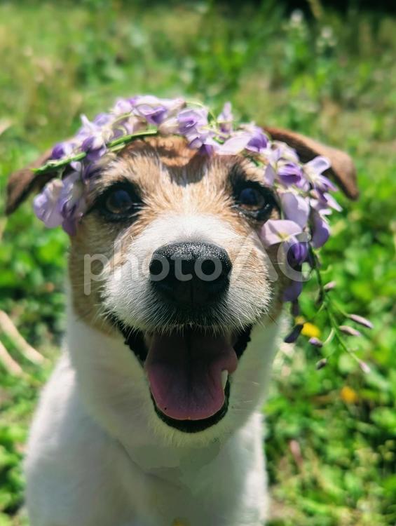 藤の花カチューシャをつける犬 ジャックラッセルテリア,藤,花の写真素材