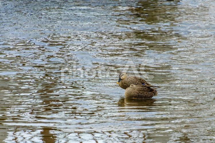 穏やかな水面で寄り添うカルガモ カルガモ,鳥,水辺の写真素材