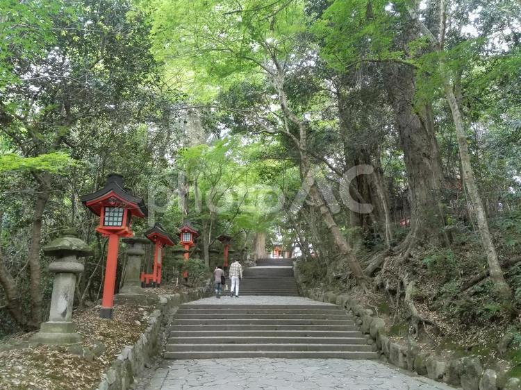 宇佐神宮 宇佐神宮,宇佐八幡,参道の写真素材